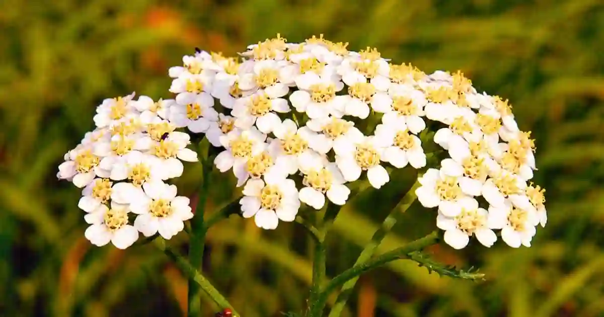 Milefólio – Achillea millefolium