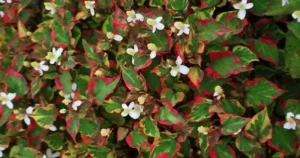 Houttuynia Cordata