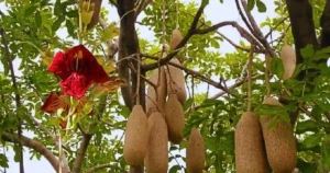 Kigelia Africana
