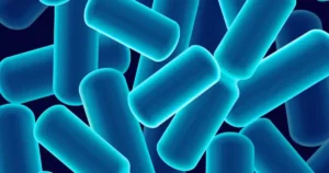Lactobacillus (fermento probiótico)