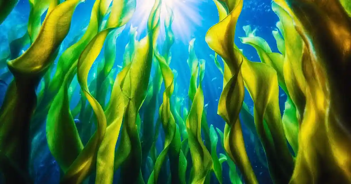 Algas Marinhas (Seaweed Skincare)